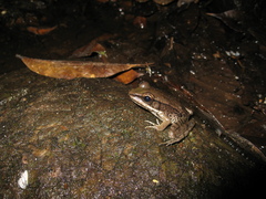 Lithobates palmipes