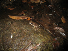 Lithobates palmipes
