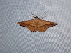 Pseudonadagara semicolor