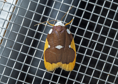 Lobobasis niveimaculata