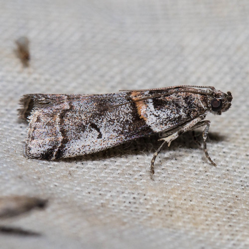 Destructive Pruneworm Moth (Invertebrates of Montana, USA) · iNaturalist