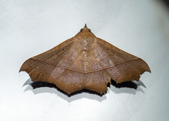 Chilkasa falcata