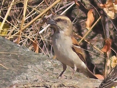 Passer motitensis