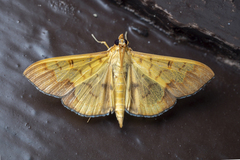Meroctena tullalis