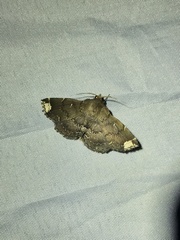 Adrapsa quadrilinealis