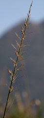 Echinochloa pyramidalis