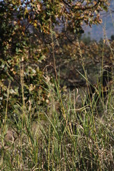 Echinochloa pyramidalis
