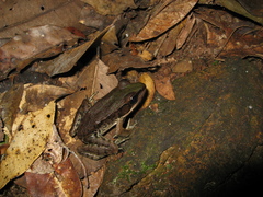 Lithobates palmipes