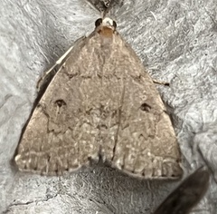 Zanclognatha dentata