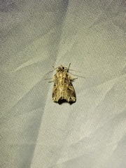 Callopistria flavitincta