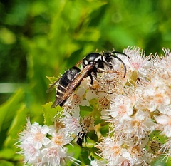 Dolichovespula arctica