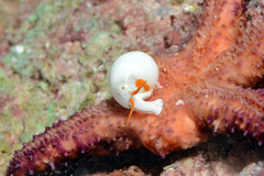 Apicalia echinasteri