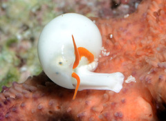 Apicalia echinasteri