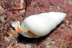 Apicalia echinasteri