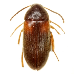 Hymenorus humeralis
