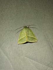 Hylophilodes tsukusensis