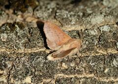 Phyllodesma kermesifolia