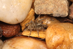 Arctosa maculata