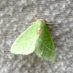 Chlorosea banksaria