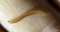 Geonemertes pelaensis