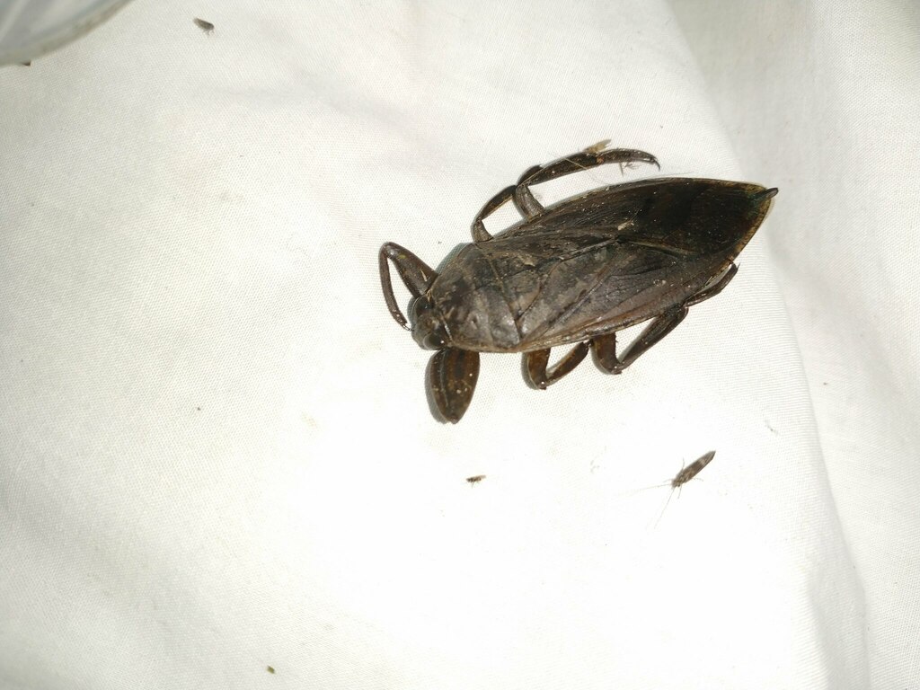 American Giant Water Bug from Athol, MA, USA on July 23, 2022 at 1127