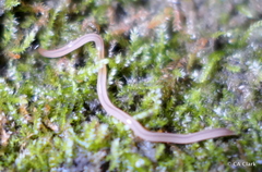 Geonemertes pelaensis