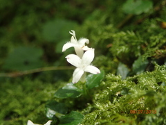 Mitchella undulata