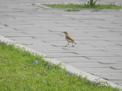 Furnarius leucopus cinnamomeus