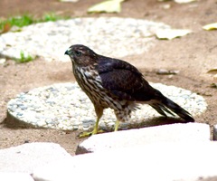 Accipiter cooperii