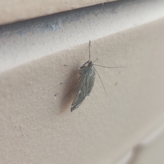 Loxostege sticticalis