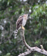 Accipiter cooperii