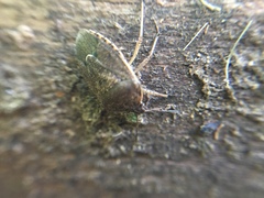 Hymenarcys nervosa