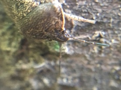 Hymenarcys nervosa