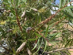 Melaleuca montana