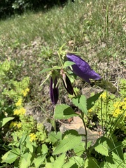 Campanula punctata