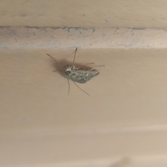 Loxostege sticticalis