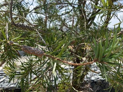 Melaleuca montana