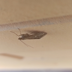 Loxostege sticticalis