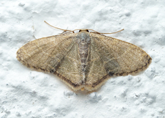 Lophophleps triangularis