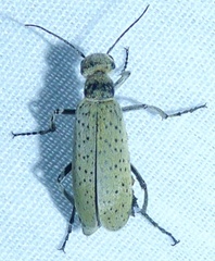 Epicauta maculata-group