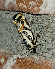 Spragueia magnifica