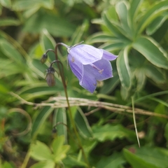 Campanula cochleariifolia
