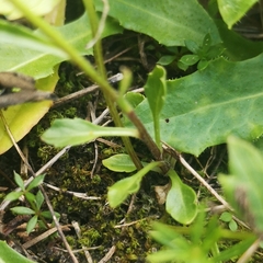 Campanula cochleariifolia