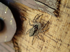 Menemerus taeniatus