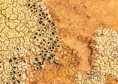 Acarospora schleicheri