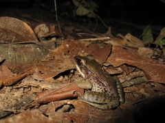 Lithobates palmipes