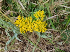 Odontarrhena muralis