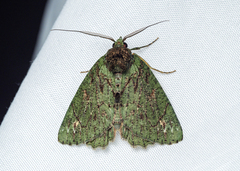 Dindica polyphaenaria