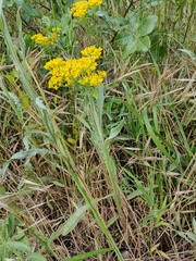 Odontarrhena muralis