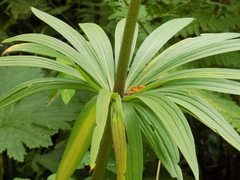 Lilium martagon pilosiusculum